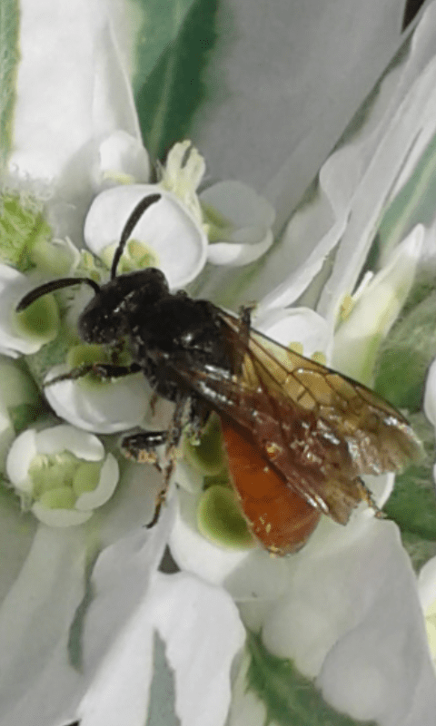 Apidae Halictinae : Sphecodes sp.?